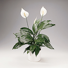 برگ قاشقی , گل چمچه ای , Peace lily , White sails
